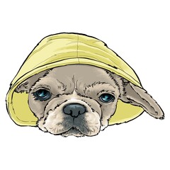 French Bulldog Small breeds miniature breeds	
