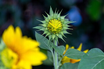 Young  sunflowers growing in the field. Blooming sunflower. Harvesting. Biology. Amazing nature.