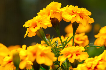 Tagetes flowers in a garden.