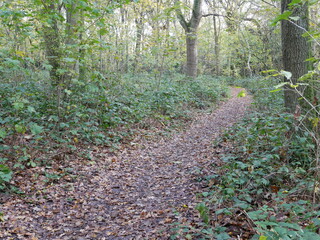 curving path through the woods