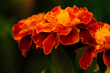 Tagetes flowers in a garden.