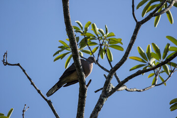 Brown Pigeon sitting on tree