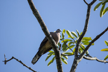 Brown Pigeon sitting on tree