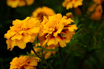 Tagetes flowers in a garden.