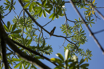 Brown Pigeon sitting on tree