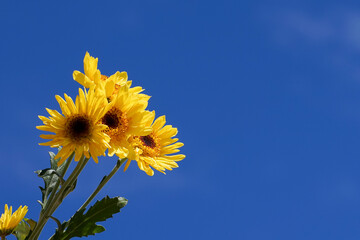 Yellow flowers with green leaves and blue sky