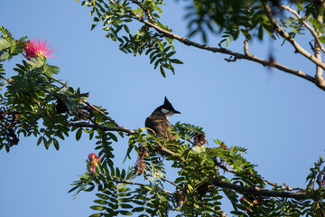 Bird on tree of Pink flower Powder Puff