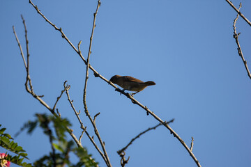 Bird on tree of Pink flower Powder Puff