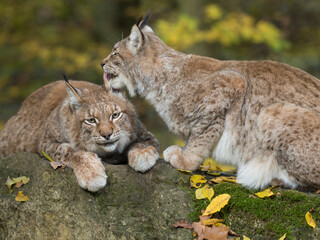 Eurasischer Luchs, Nordluchs, Lynx lynx, Luchs