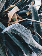 leaves in winter