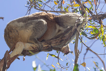 Koala eating eucalyptus in tree. Melbourne, Victoria, Australia.