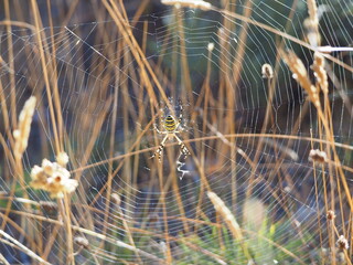 Insecto color negro y amarillo y ocho patas,  tejiendo una telaraña, tarragona, españa, europa


