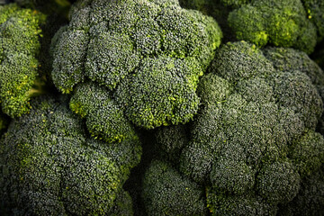 Broccoli cabbage close-up, macro photo. Broccolini background