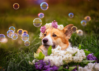 cute puppy dog Corgi lying in the green grass with a wreath of lilac on a Sunny summer day in soap bubbles