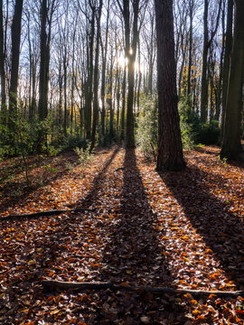 Chesham Bois Wood