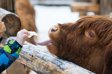 The Highland, a Scottish breed of rustic cattle