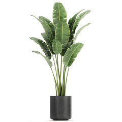  tropical plants Banana palm in a  pot on a white background