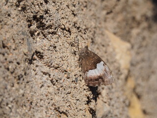 Mariposa escalando una pared, alas color marron y gris, tarragona, españa, europa