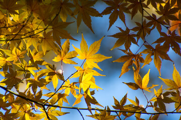 多聞院（埼玉県）の紅葉