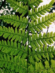 fern leaves in the forest