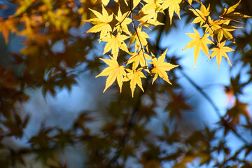 多聞院（埼玉県）の紅葉