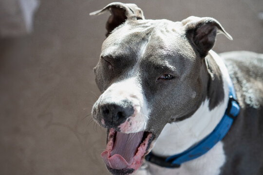 american pitbull terrier yawns and closes his eyes