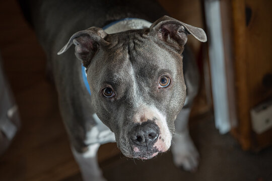 older pitbull dog is looking at you in a close up