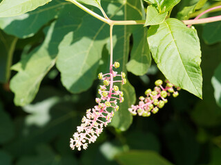 Amerikanische Kermesbeere (Phytolacca americana). Zierstrauch mit rötlich Stängel, länglich bis eiförmig lanzettlich Blätter und unreife grüne Früchte