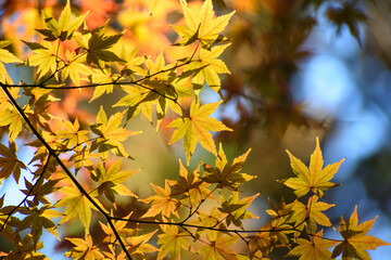 多聞院（埼玉県）の紅葉