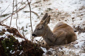 Little fallow deer on the snow. winter time