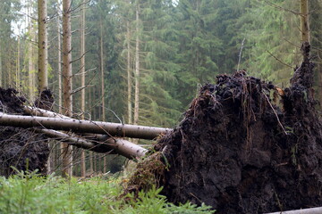 Obraz premium Nach dem Sturm. Umgefallene Fichten im Wald
