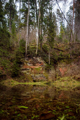 Obraz premium river in the forest