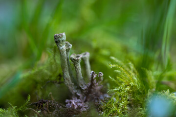 Fototapeta premium Cladonia fimbriata is a species of lichen belonging to the family Cladoniaceae and often seen in the green moss during autumn on humid undergrounds