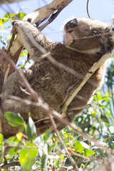 Koala eating eucalyptus in tree. Melbourne, Victoria, Australia.