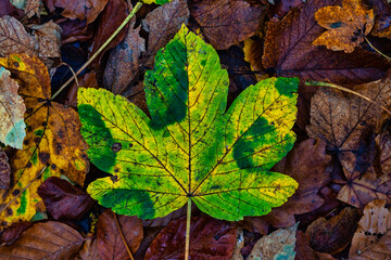 Ahornblatt im Herbst