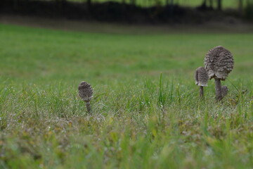 Parasolpilz auf der Wiese