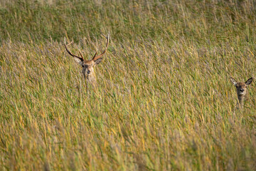Rothirschbrunft, Cervus elaphus, am Darsser Ort im Nationalpark Vorpommersche Boddenlandschaft, Halbinsel Fischland-Darss-Zingst, Mecklenburg-Vorpommern, Deutschland