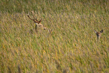 Rothirschbrunft, Cervus elaphus, am Darsser Ort im Nationalpark Vorpommersche Boddenlandschaft,...