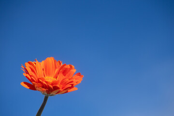Orange flower with blue sky