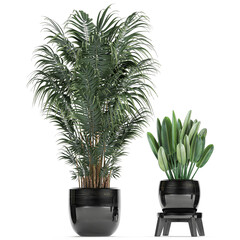 palm trees in a pot on a white background
