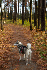 West Siberian Laika. Dog like a wolf - 392472199