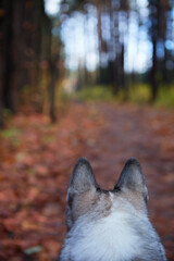West Siberian Laika. Dog like a wolf - 392472358