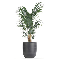 Rhapis palm in a black pot isolated on white background