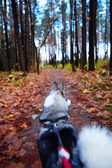 West Siberian Laika. Dog like a wolf - 392472386