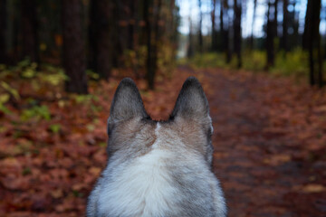 West Siberian Laika. Dog like a wolf - 392472537