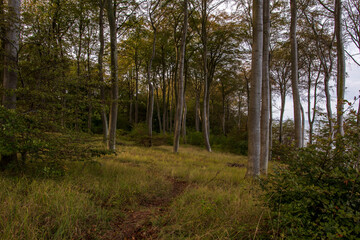 Obraz premium Küstenwald