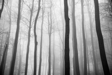 Tuinposter Forest covered in trees and fog in autumn at daytime - perfect for wallpapers © Markus Morawetz/Wirestock