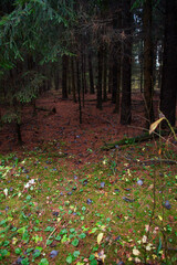 Nuture of Belarus. forest in outumn - 392472902