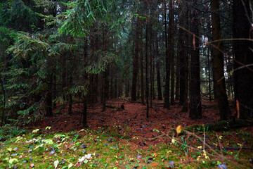 Nuture of Belarus. forest in outumn - 392472946
