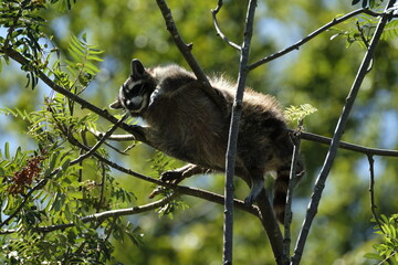 Waschbär, Nordamerikanischer Waschbär, Procyon lotor